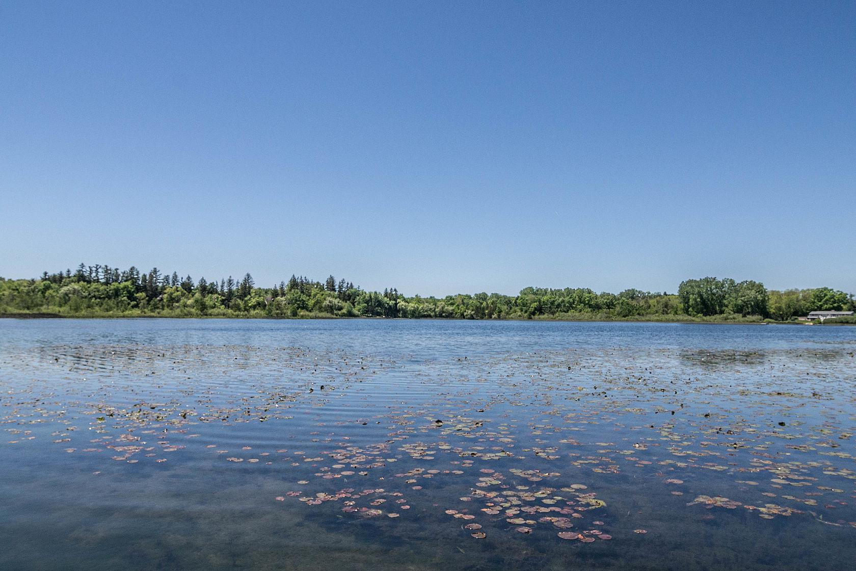 Lake at Pine Creek in Brighton, MI